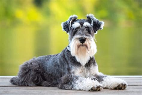 miniature schnauzer puppies $400|miniature schnauzer price range.